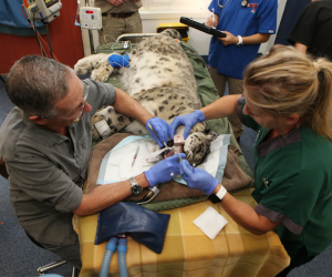 Edu Plan Consultants - Veterinary Sciences